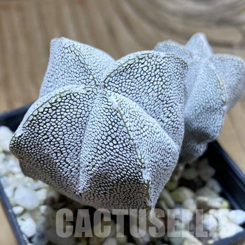 SH22828 Astrophytum myriostigma ‘Onzuka’ v. quadricostatum