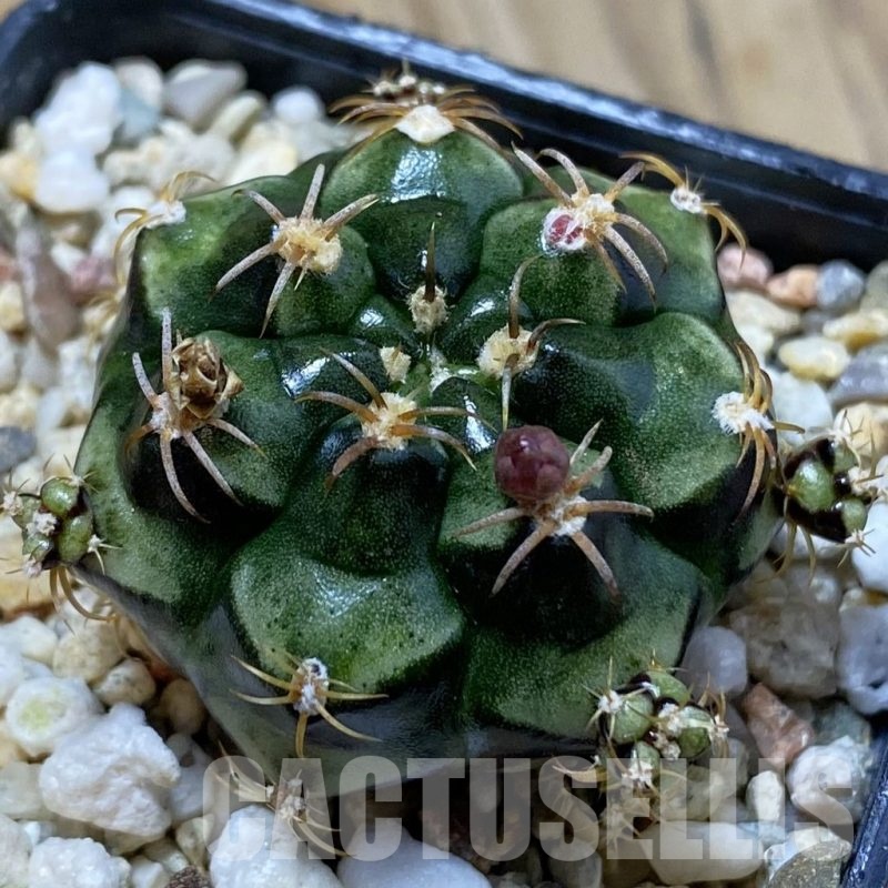 SH22862 Gymnocalycium damsii v. tucavocense