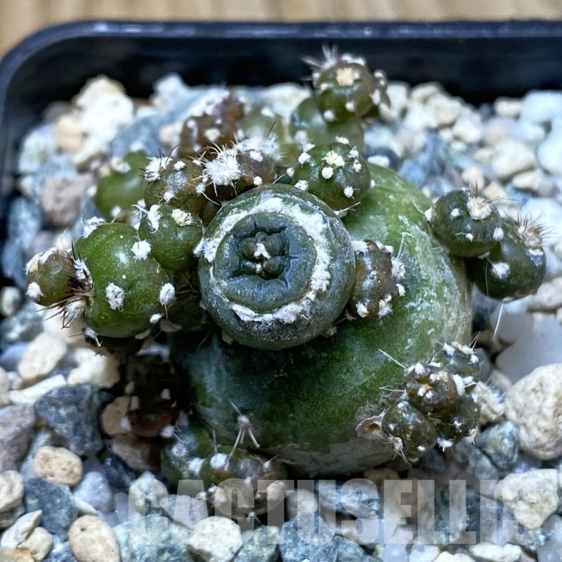 SH22864 Lobivia aurea ‘Flo’ f. monstrosa