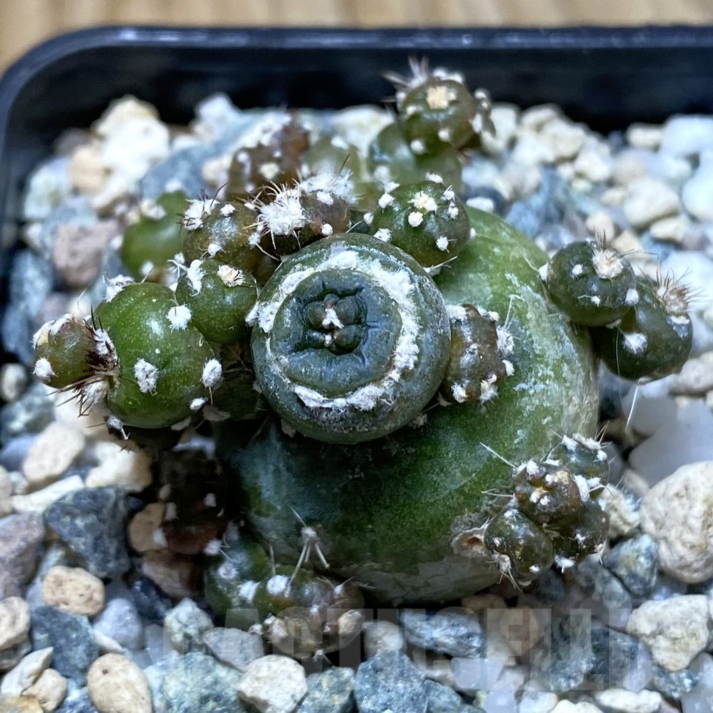 SH22864 Lobivia aurea ‘Flo’ f. monstrosa