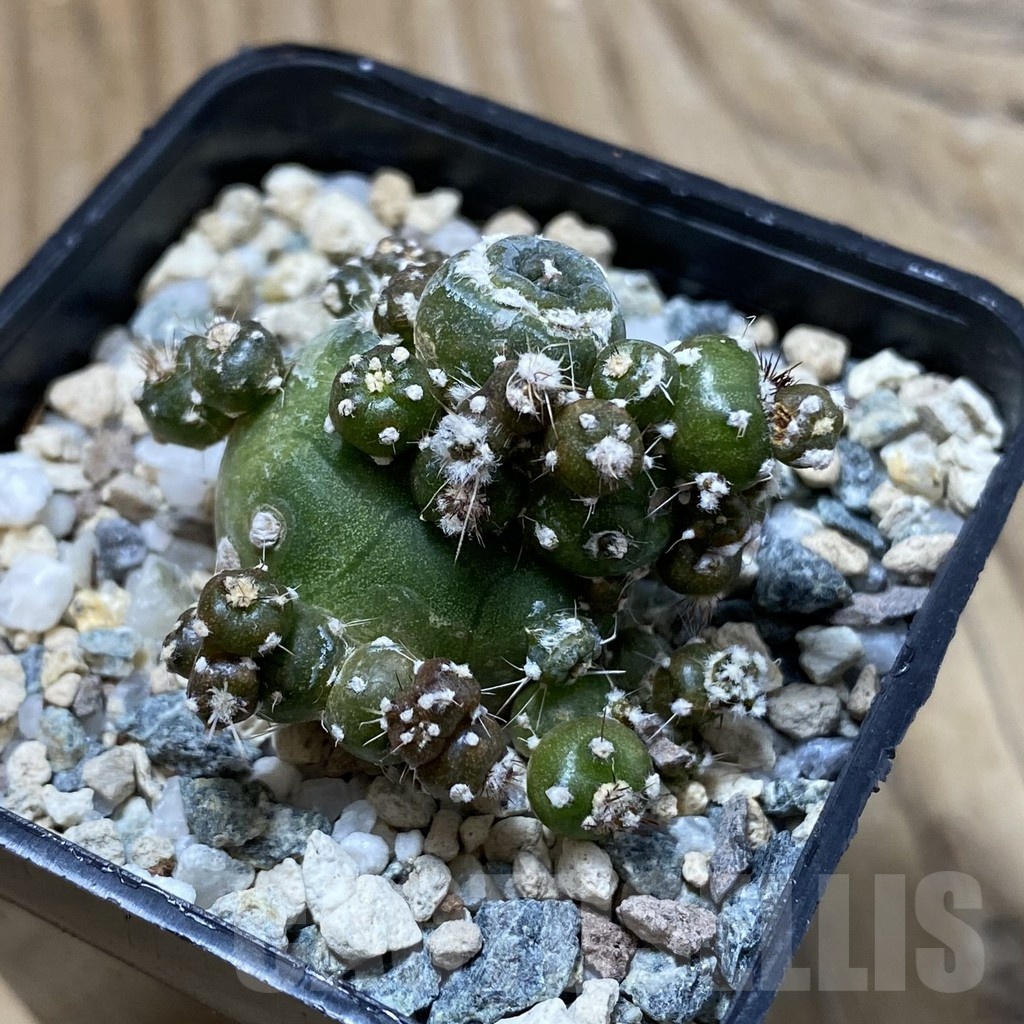 SH22864 Lobivia aurea ‘Flo’ f. monstrosa - Image 2