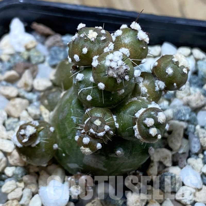 SH22865 Lobivia aurea ‘Flo’ f. monstrosa