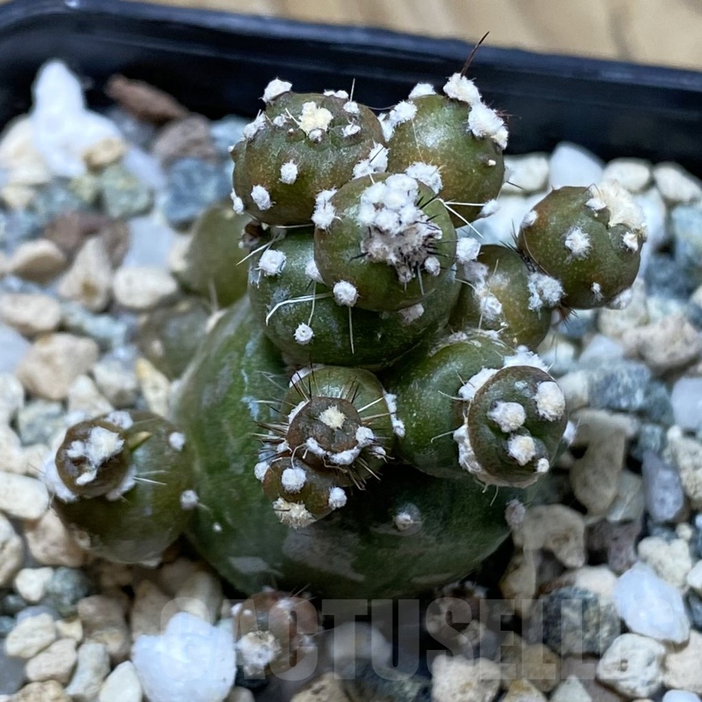 SH22865 Lobivia aurea ‘Flo’ f. monstrosa