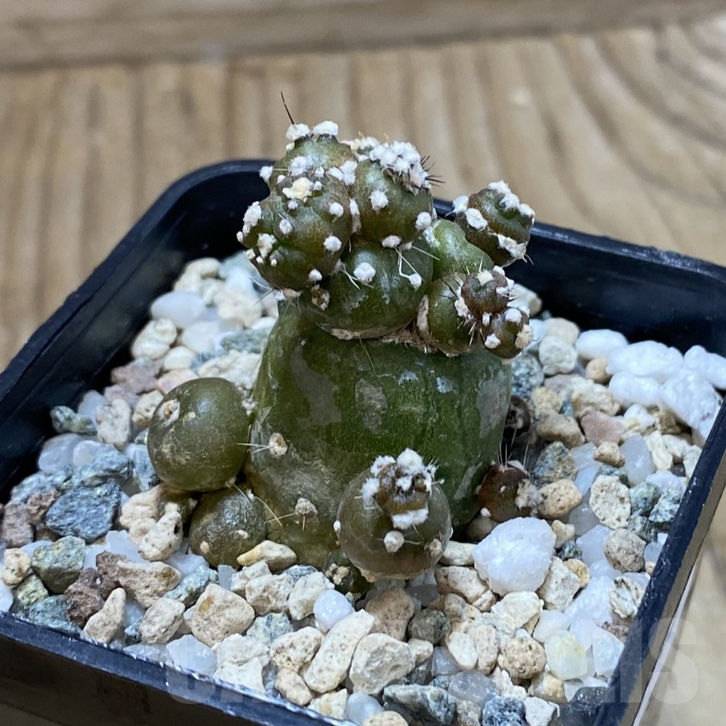 SH22865 Lobivia aurea ‘Flo’ f. monstrosa - Image 2