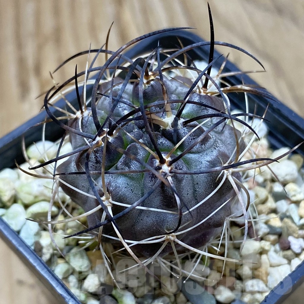 SH20867 Pyrrhocactus aff. carrizalensis