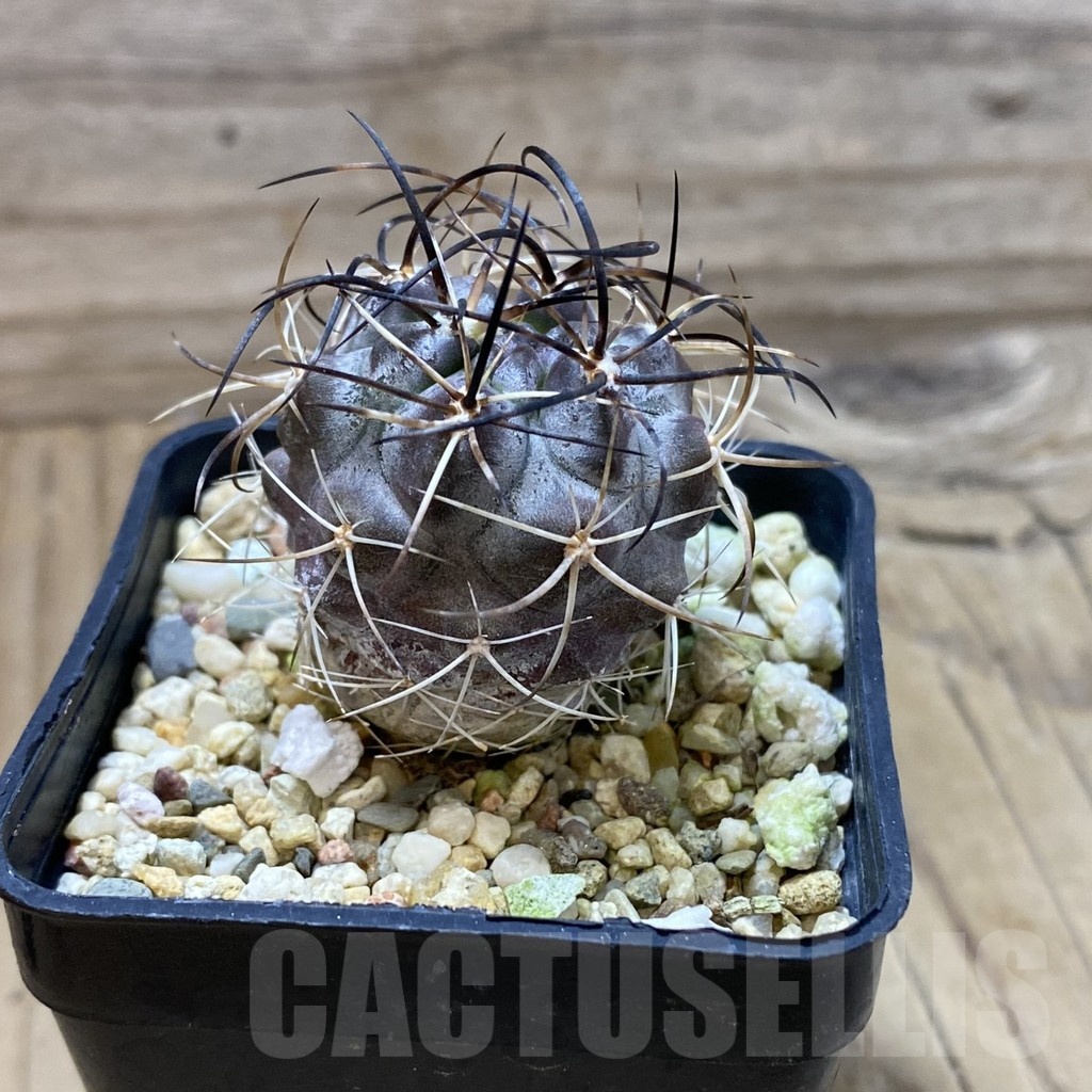 SH20867 Pyrrhocactus aff. carrizalensis - immagine 2