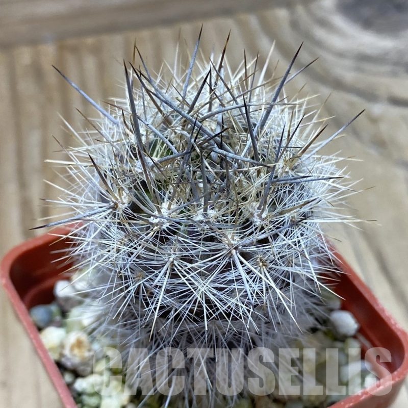 SH22868 Neoporteria aff. subgibbosa