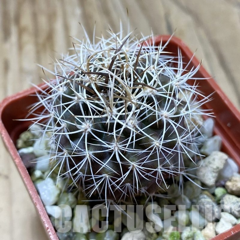 SH22869 Eriosyce eriosyzoides