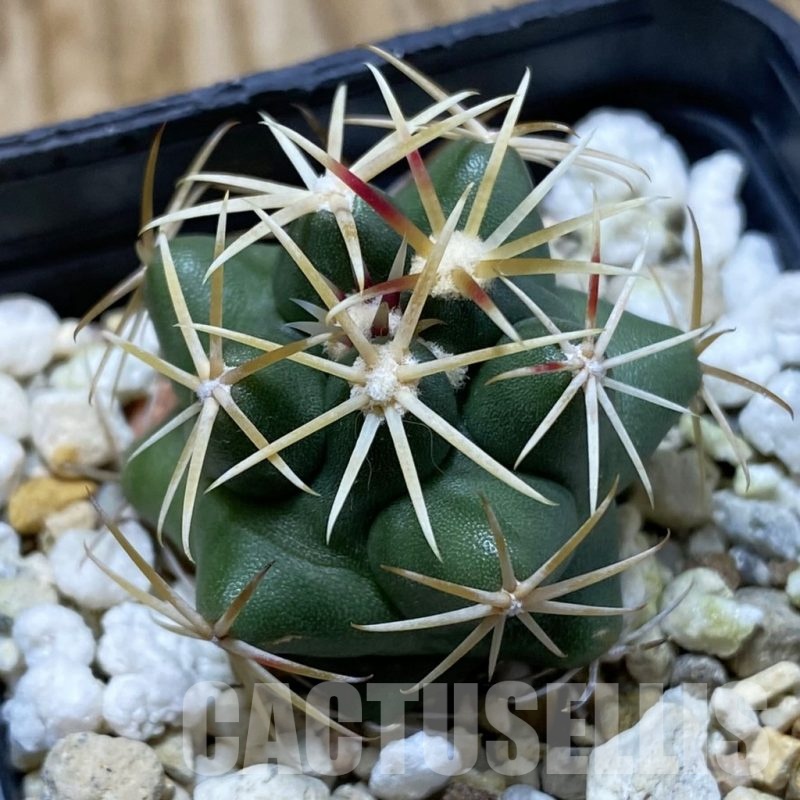 SH22870 Thelocactus hexaedrophorus