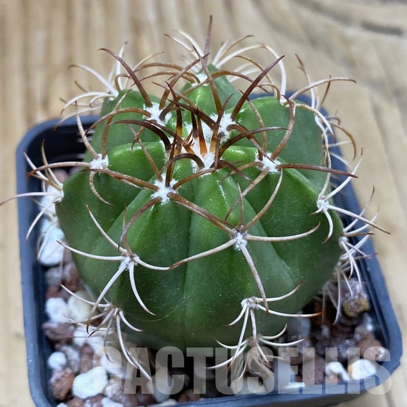 SH22871 Melocactus matanzanus