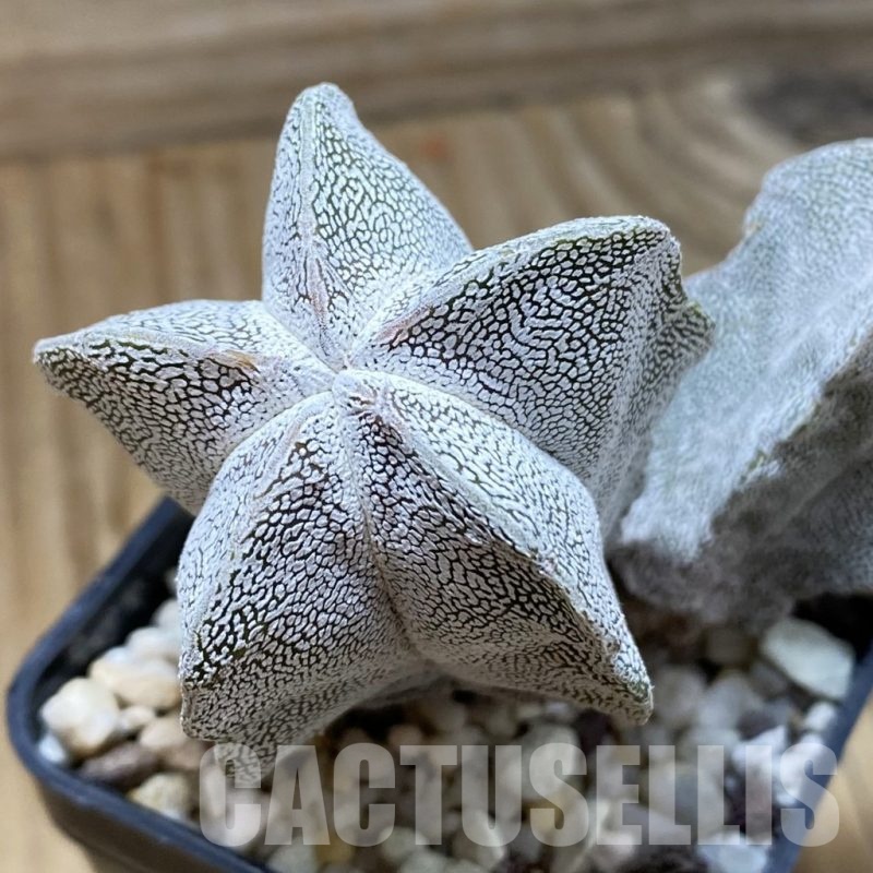 SH22829 Astrophytum myriostigma ‘Onzuka’