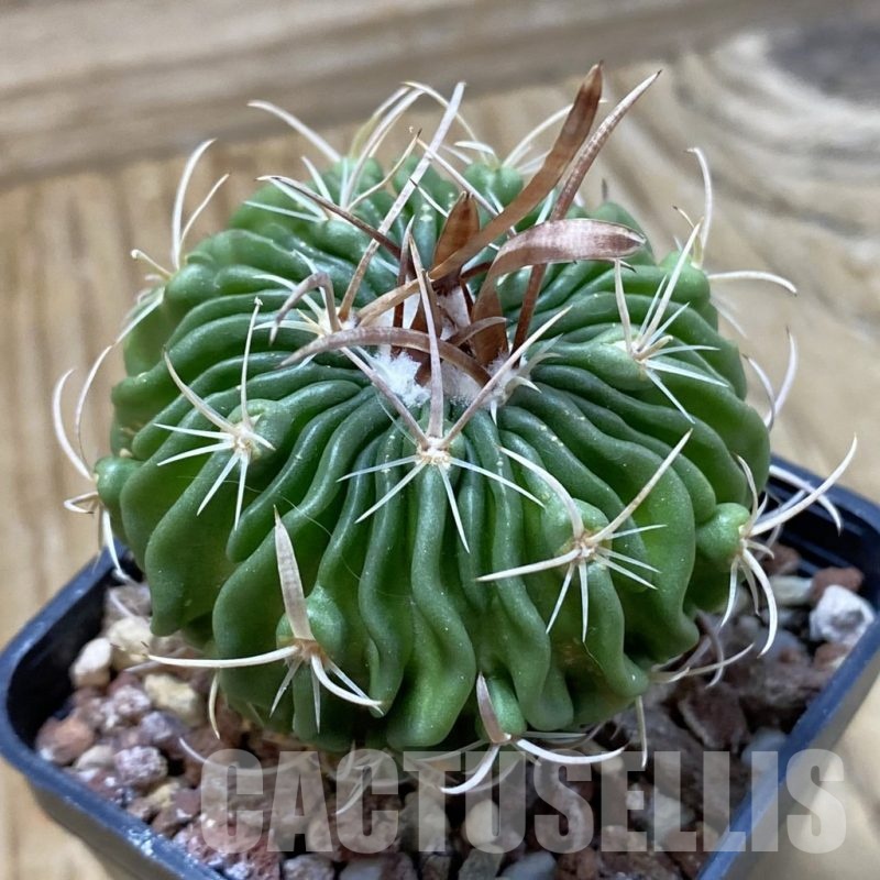 SH22872 Echinofossulocactus aff. dichroacanthus L 1564