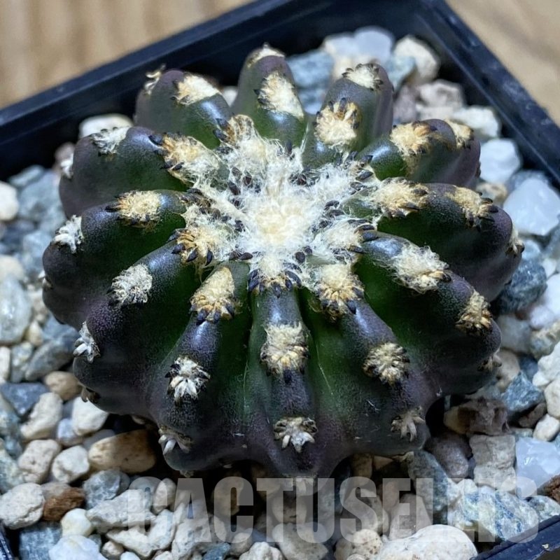 SH22874 Discocactus horstii