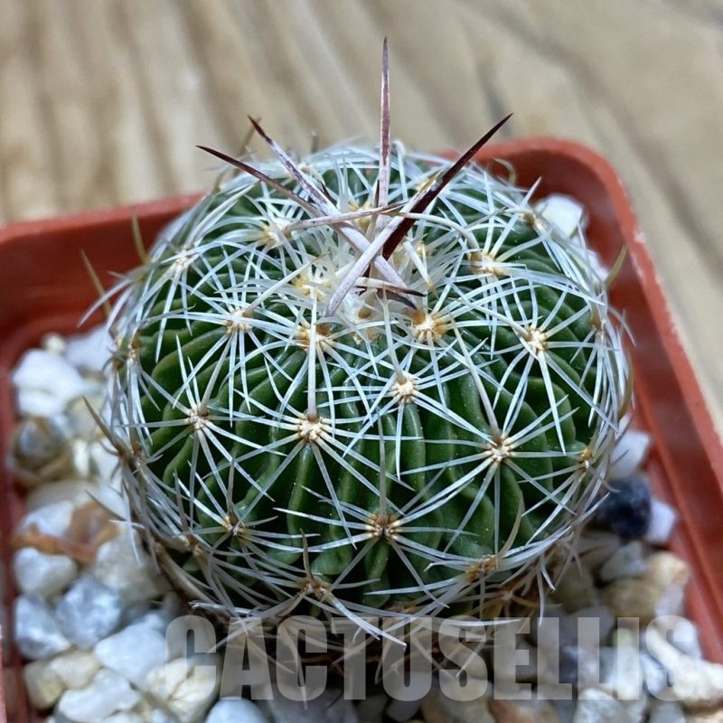 SH22876 Echinofossulocactus multicostatus SB 1147
