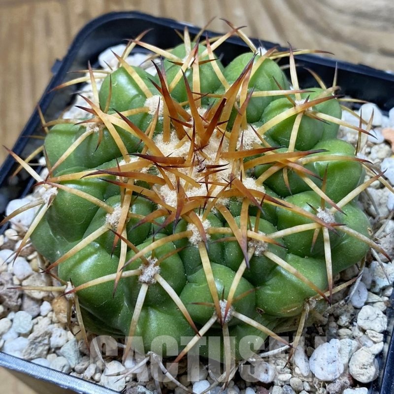 SH22880 Discocactus cangaensis MH886, own roots