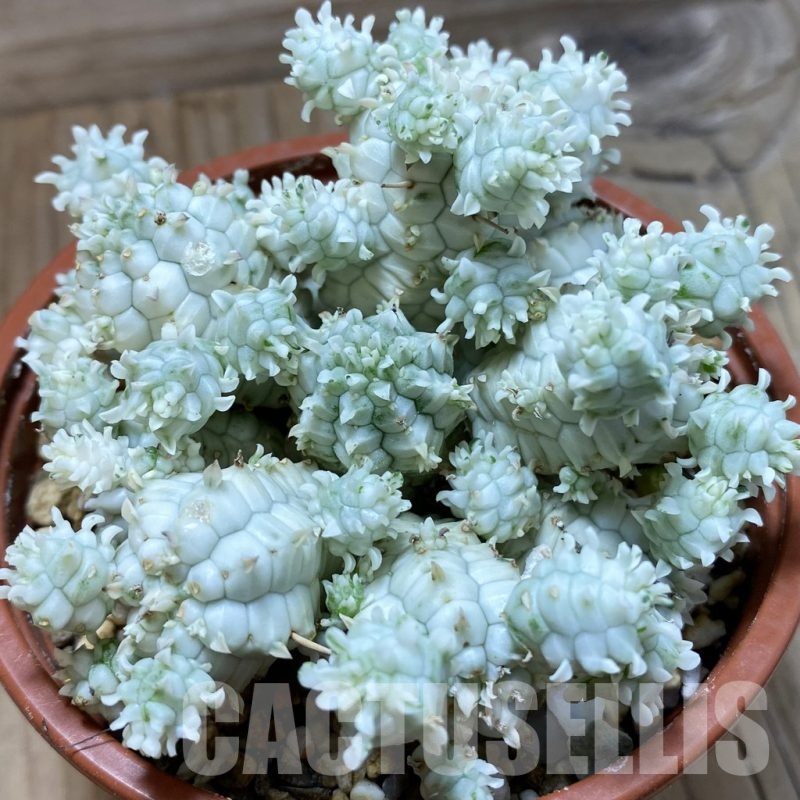 SH22881 Euphorbia mammillaris f. variegata