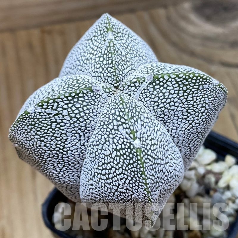 SH22830 Astrophytum myriostigma ‘Onzuka’ v. quadricostatum V-type