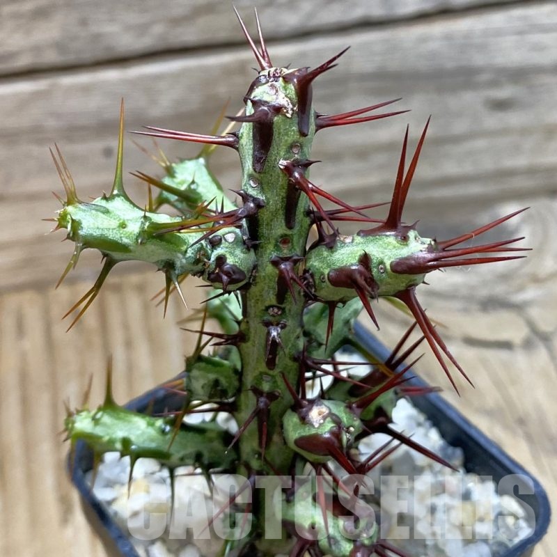 SH22884 Euphorbia aeruginosa 'Limpopo'