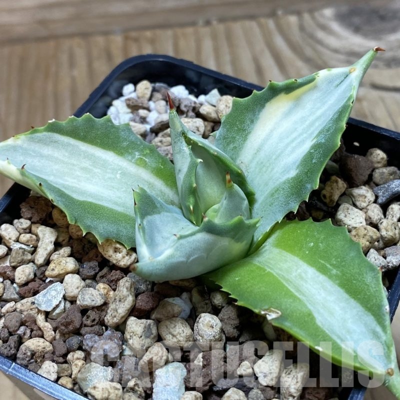 SH22885 Agave istmensis f. variegata