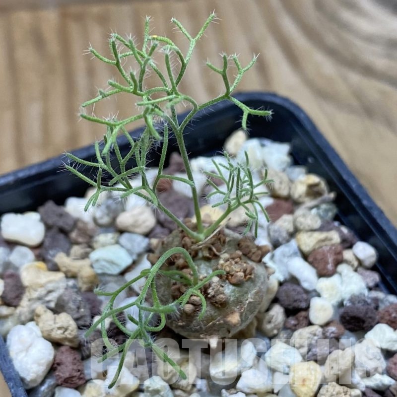 SH22887 Sarcocaulon peniculinum