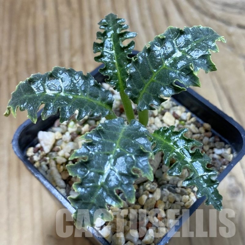 SH22888 Dorstenia horwoodii