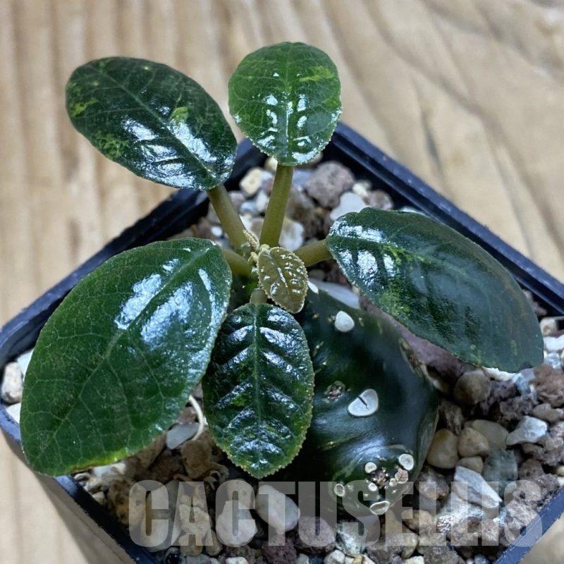 SH22889 Dorstenia foetida