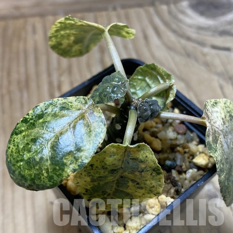 SH22890 Dorstenia foetida f. variegata