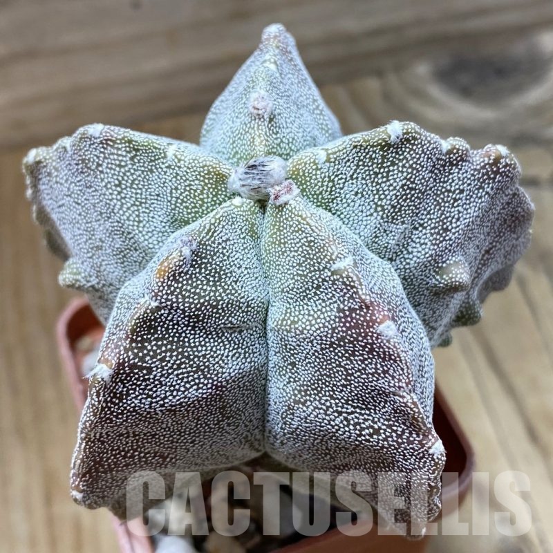 SH22825 Astrophytum myriostigma ‘Onzuka Kikko’