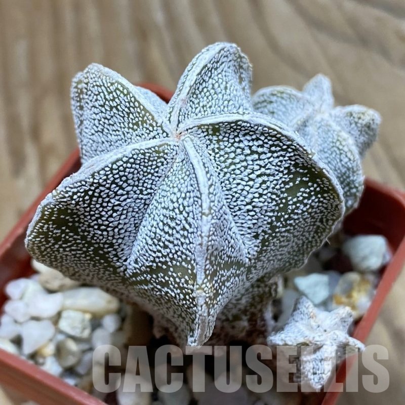 SH22831 Astrophytum myriostigma ‘Onzuka’