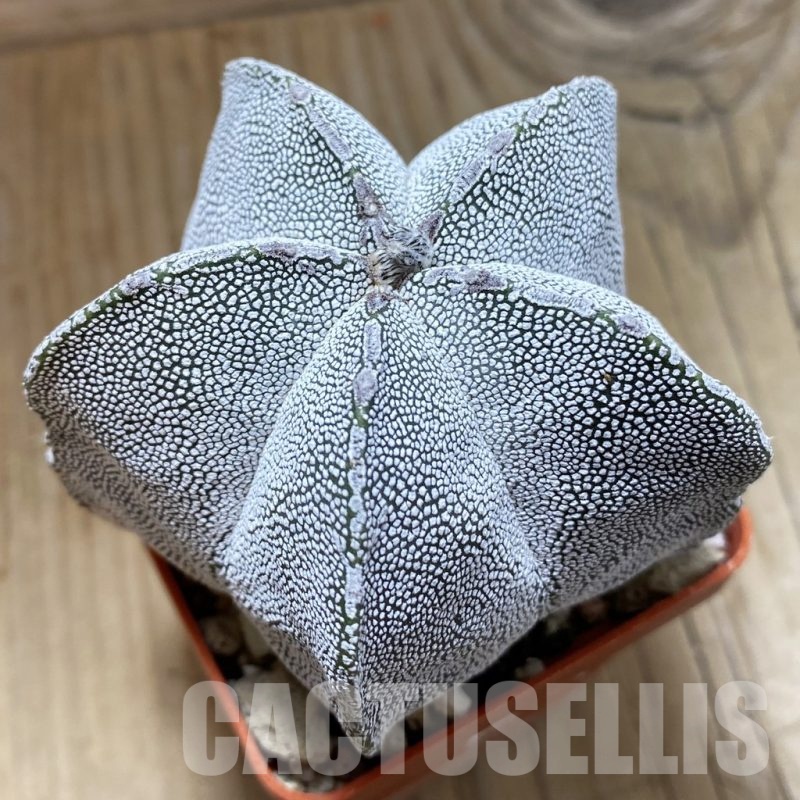 SH22832 Astrophytum myriostigma ‘Onzuka’, 10 years old