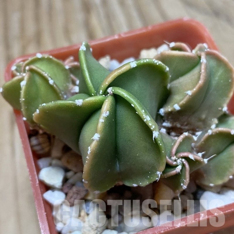 SH22833 Astrophytum myriostigma f. nudum