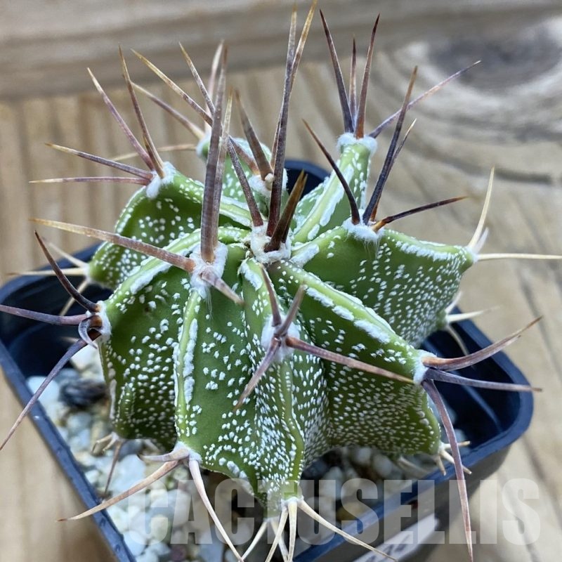 SH22834 Astrophytum ornatum hybrid