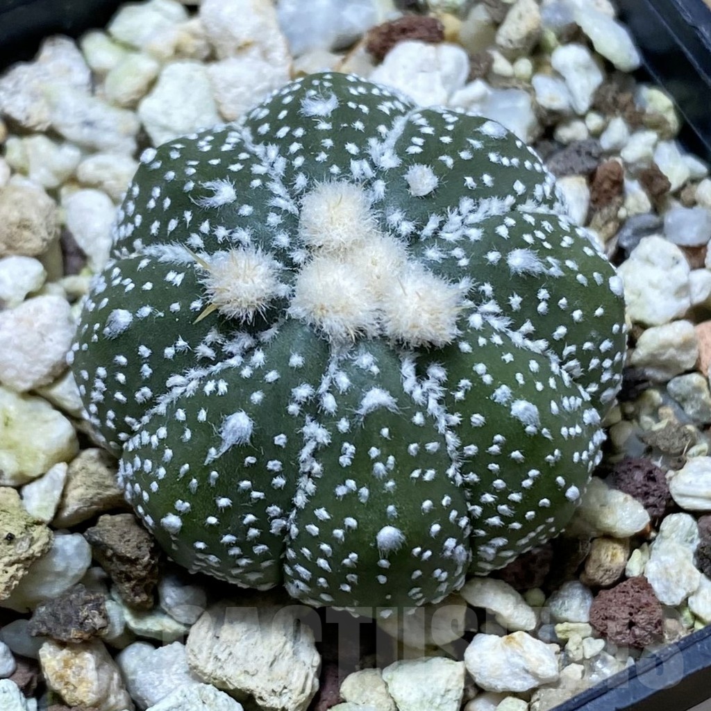 SH22836 Astrophytum asterias ‘Ooibo’ hybrid