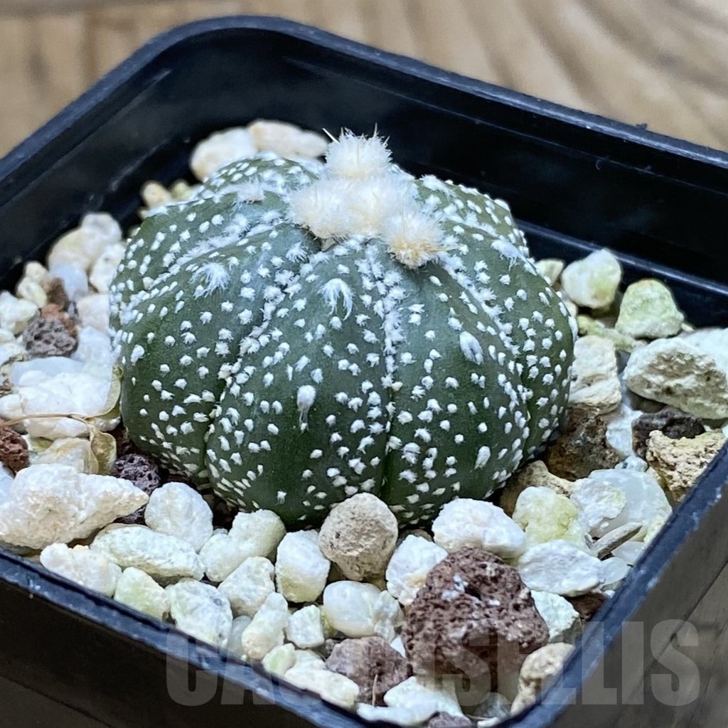 SH22836 Astrophytum asterias ‘Ooibo’ hybrid - Image 2