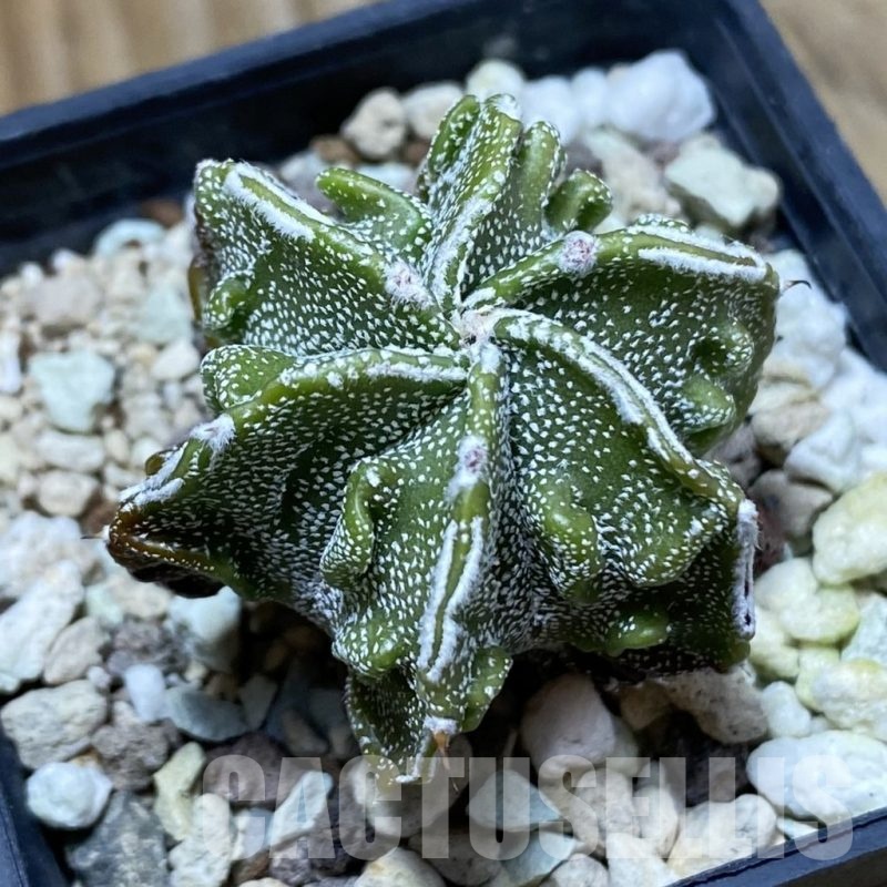 SH22837 Astrophytum myriostigma ‘Fukuryu’