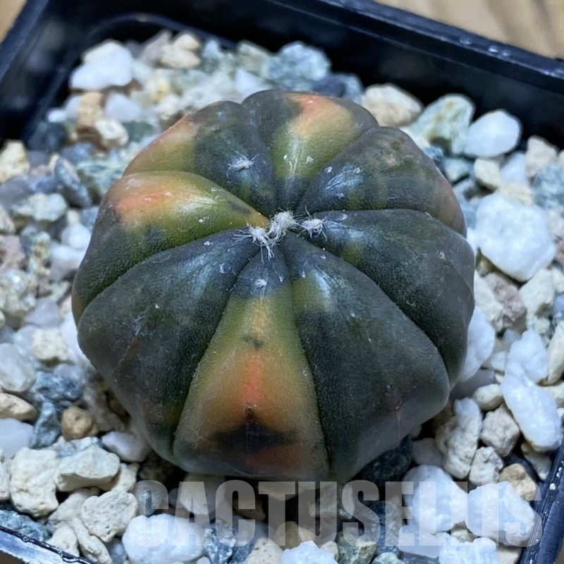 SH22838 Astrophytum asterias ‘Red Purple Skin’ f. variegata