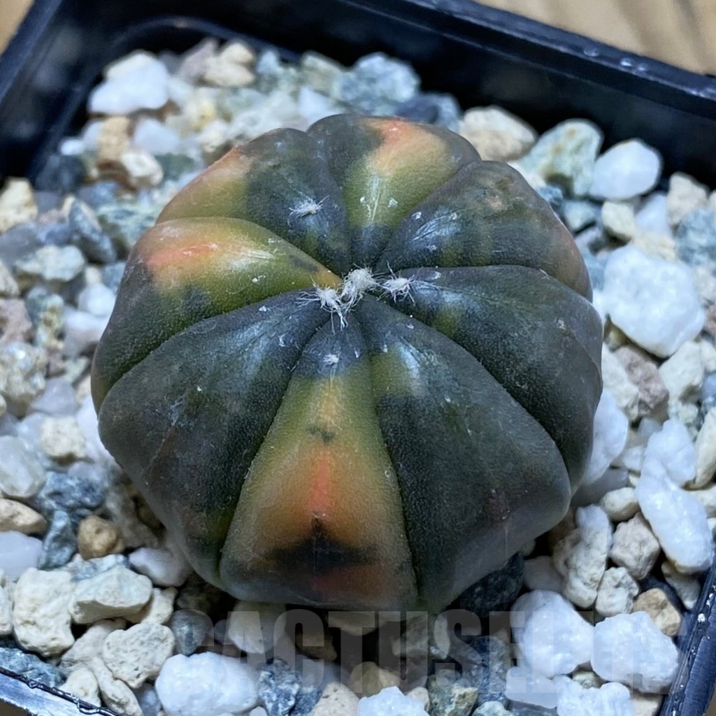 SH22838 Astrophytum asterias ‘Red Purple Skin’ f. variegata