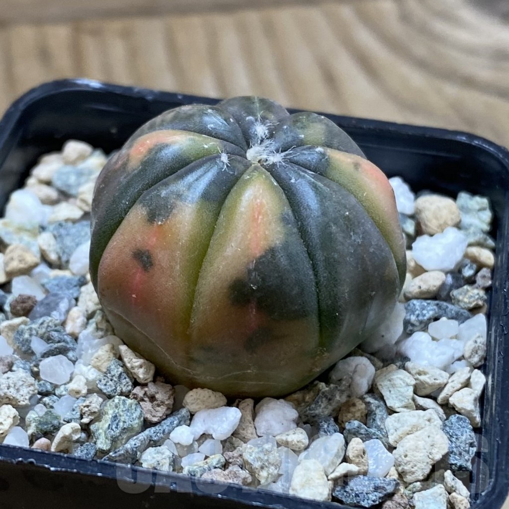 SH22838 Astrophytum asterias ‘Red Purple Skin’ f. variegata - 画像 (2)