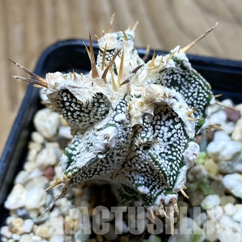 SH22840 Astrophytum ornatum ‘Dinosaur’, seedling