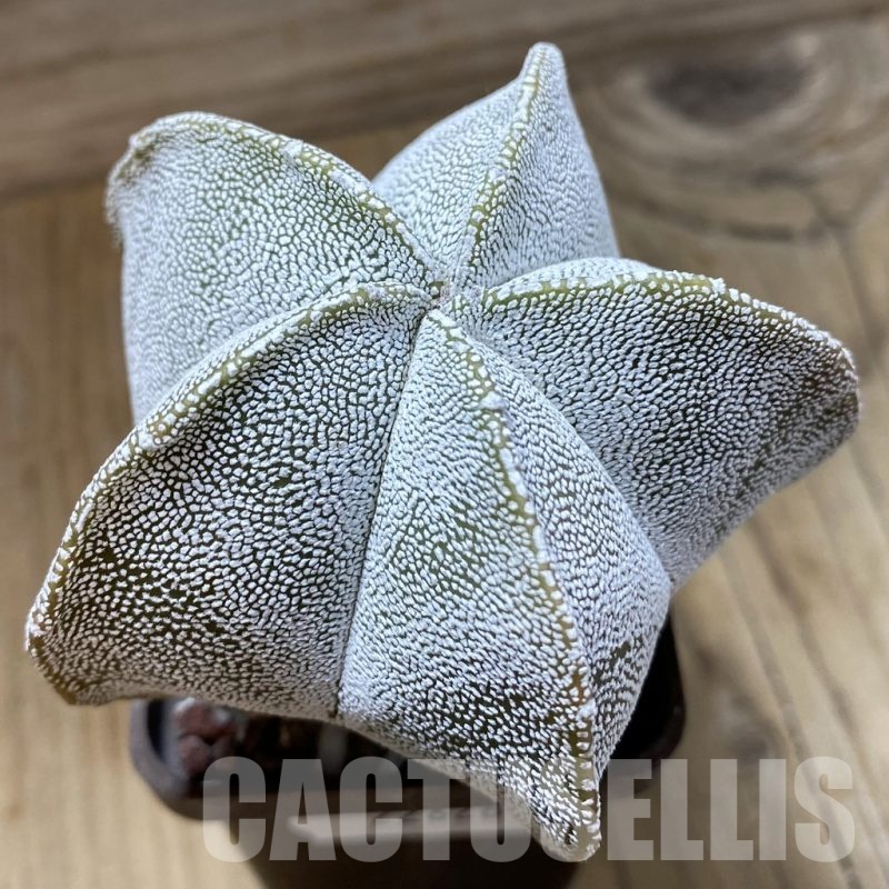 SH22826 Astrophytum myriostigma ‘Onzuka’, 8 years old