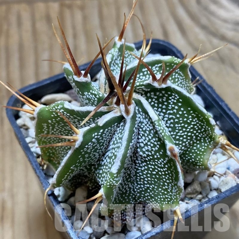 SH22841 Astrophytum ornatum hybrid