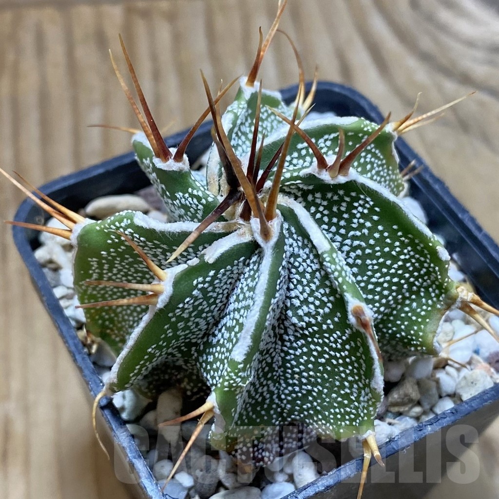 SH22841 Astrophytum ornatum hybrid