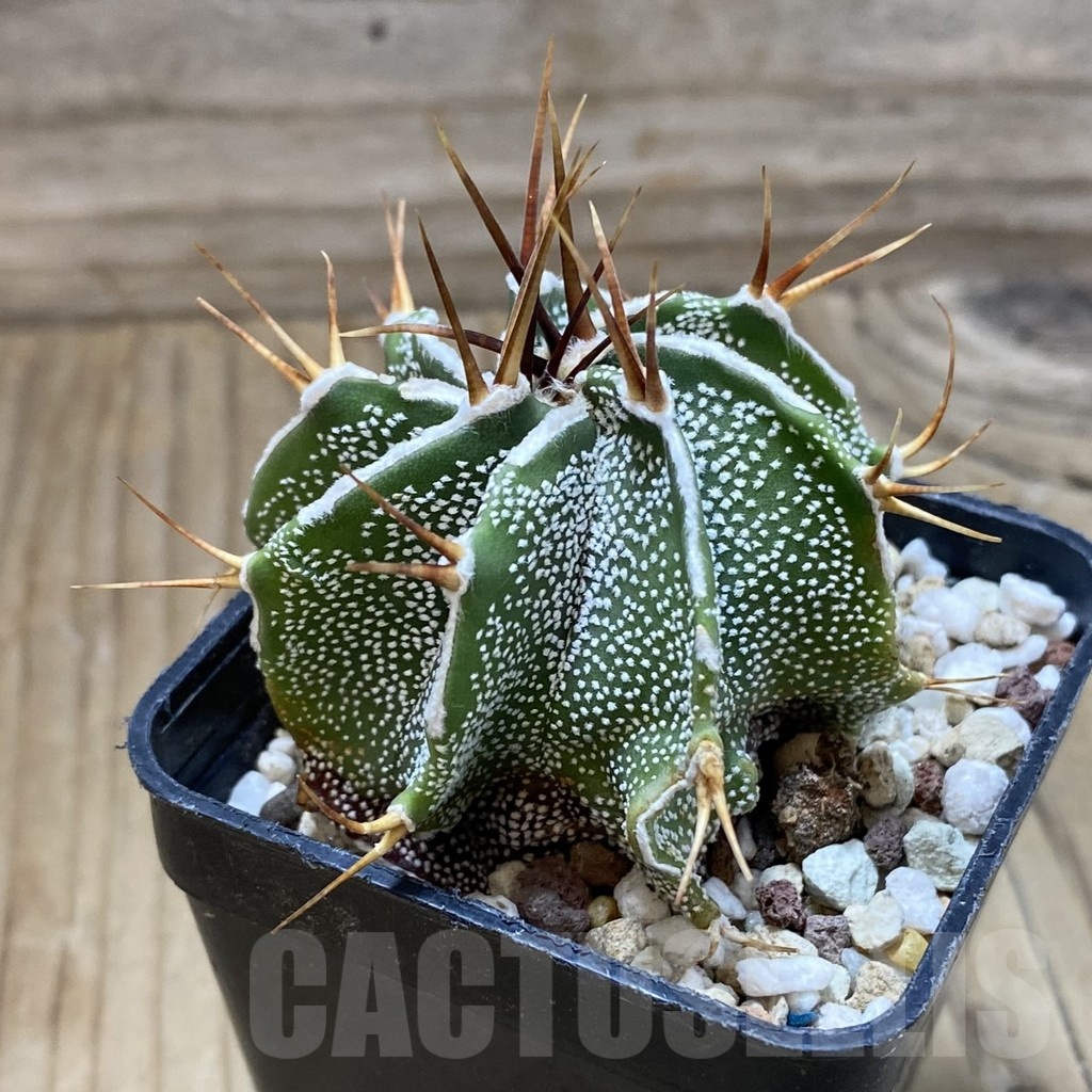 SH22841 Astrophytum ornatum hybrid - Image 2