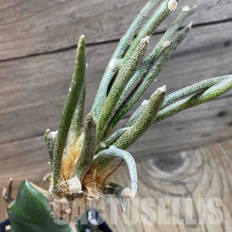 SH22842 Astrophytum caput-medusae, grafted