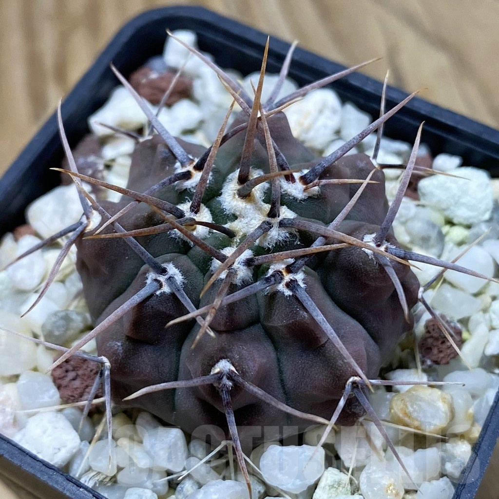 SH22846 Gymnocalycium vatteri, selection