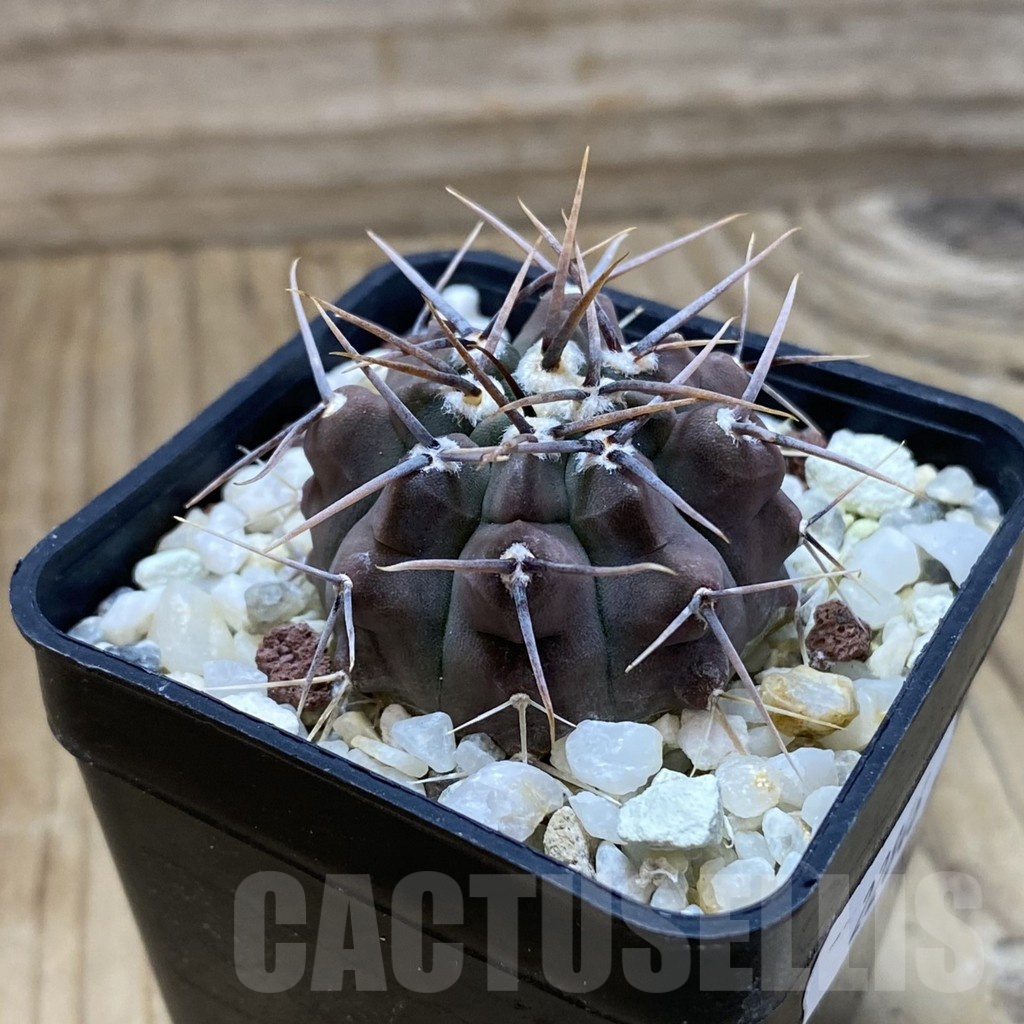 SH22846 Gymnocalycium vatteri, selection - Image 2