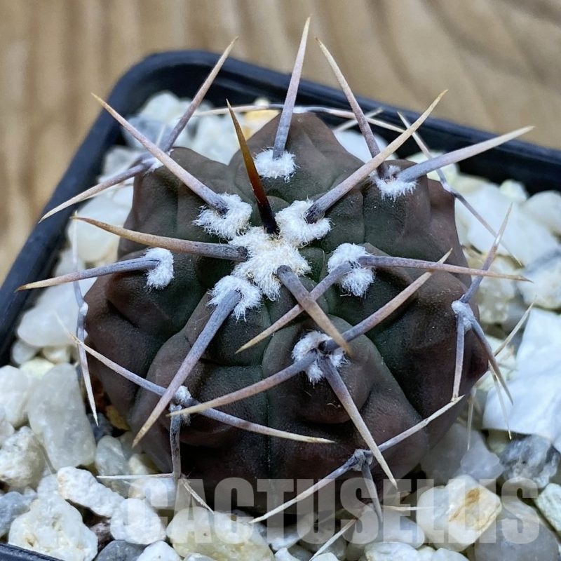 SH22847 Gymnocalycium vatteri, selection