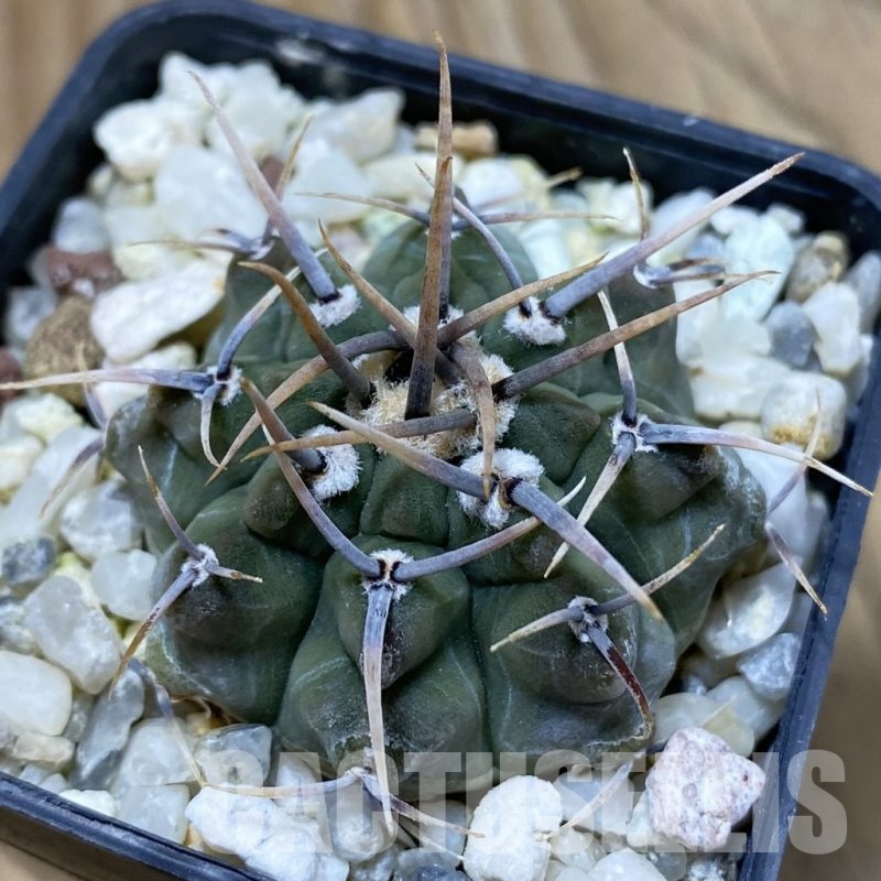 SH22848 Gymnocalycium vatteri, selection