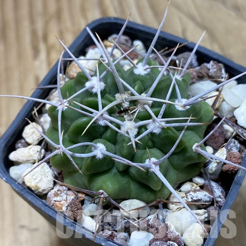 SH22851 Gymnocalycium valnicekianum