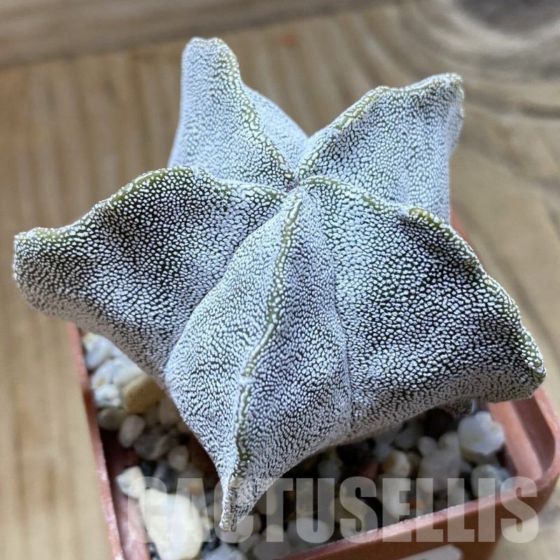 SH22827 Astrophytum myriostigma ‘Onzuka Kikko’
